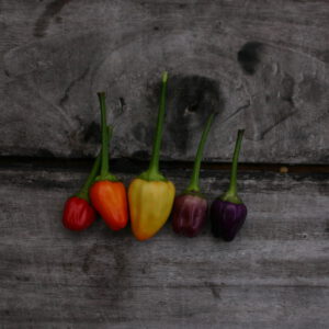 Chinese 5 pepers; 5 kleuren aan een plant